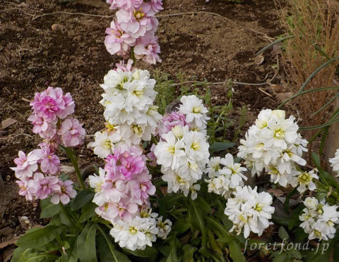 �����ǥ󥹥ȥå�