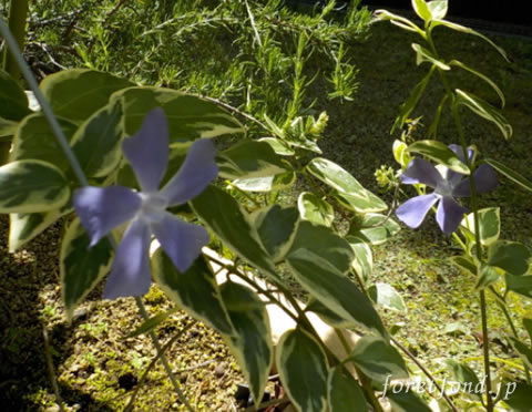 �����ǥ󥹥ȥå�