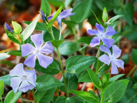 �Ĥ�ˤ�����