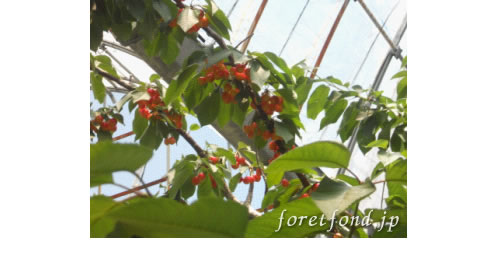 �����꡼�ʤ������ܡ�