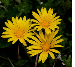 �����ɥ���