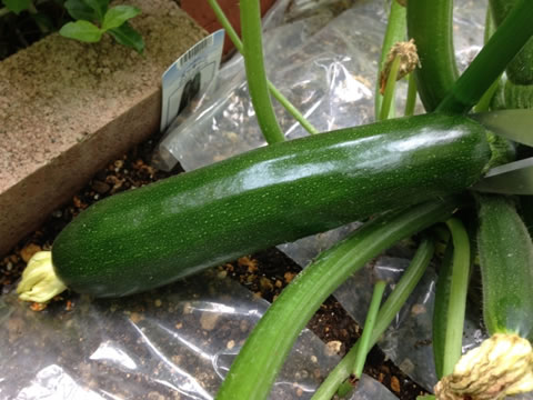 ���å�����