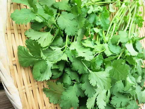 �ѥ�����