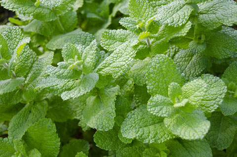 ����С���