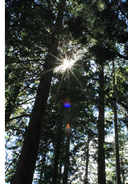 ���������å�