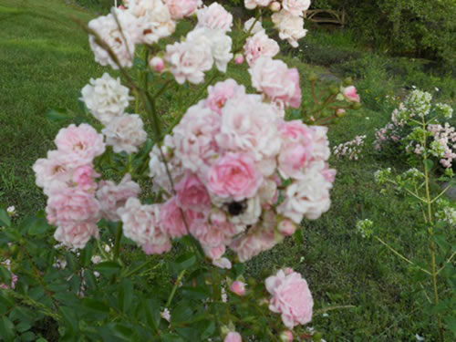 �ͥХ����ƥ����ʥ���ꥫ�����ߡˤˤ�