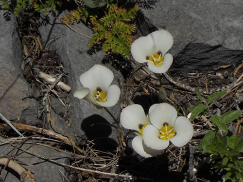 �ͥХ����ƥ����ʥ���ꥫ�����ߡˤˤ�